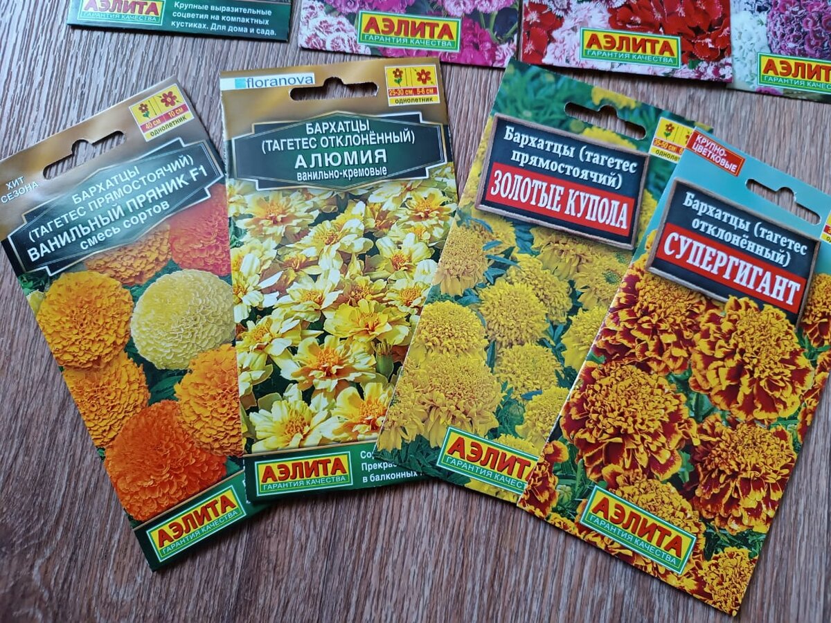 Бархатцы