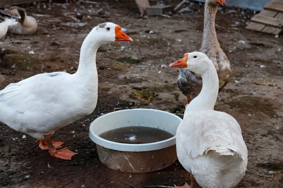 Фото: pixabay.com