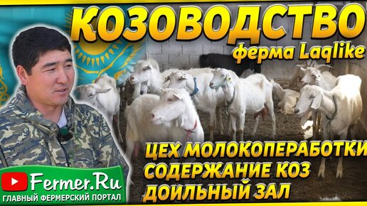 Молочная козья ферма на 100 голов в Казахстане. Зааненские и альпийские козы. Доильный зал. LaqLike