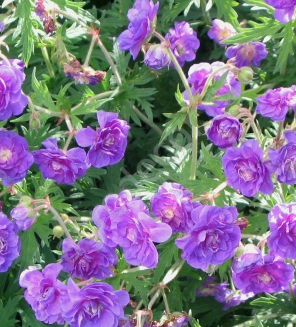 Фото: agrodecor.ru