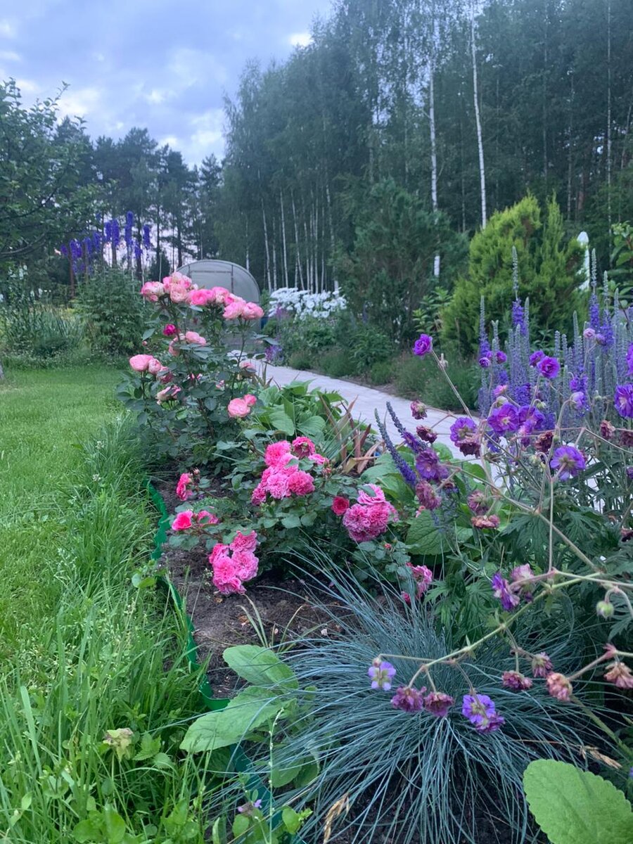 Цветонос герани на фоне вероники и овсянницы