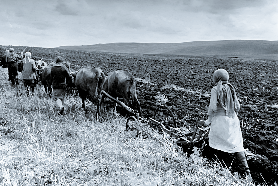 Женщины пашут поле на коровах, вторая половина 1940-х.