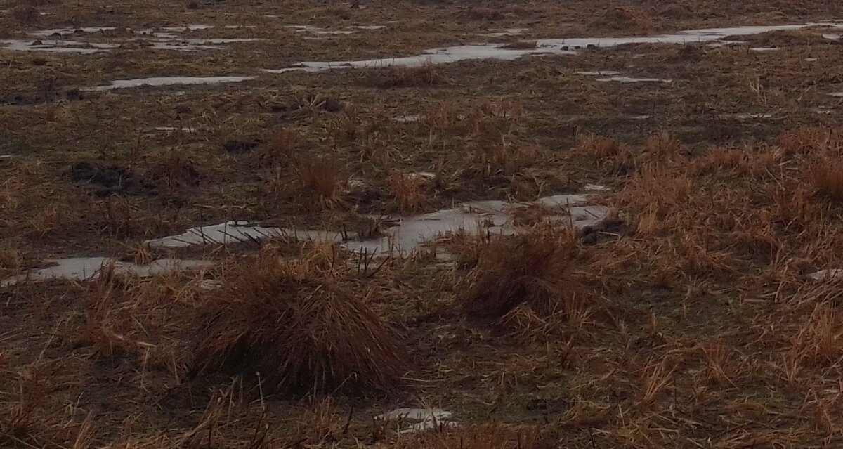 Удобренный луг