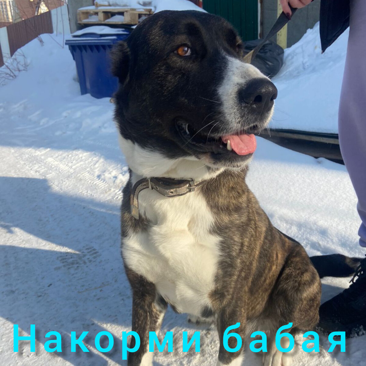 Дара, наша новенькая