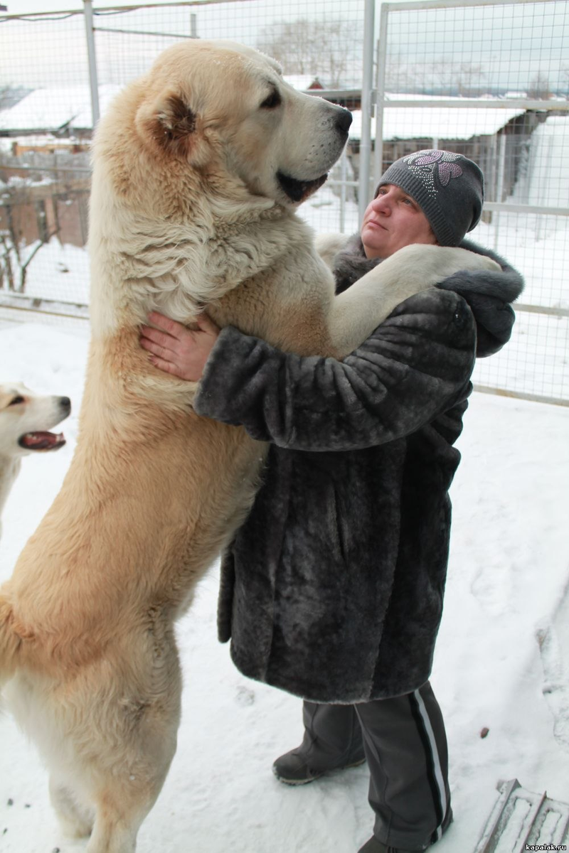 Примерно такая собачка, покажите мне героя в латах, кто с ней одной рукой справится? Без огнестрельного оружия? 