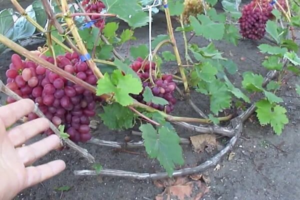 Виноград 1 6. Виноград кишмиш зеленый. П-33 виноград. Виноград бороновский. Виноград сорт заря севера.