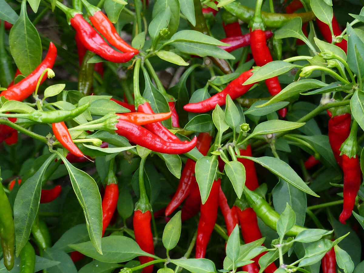 Фото: shutterstock.com