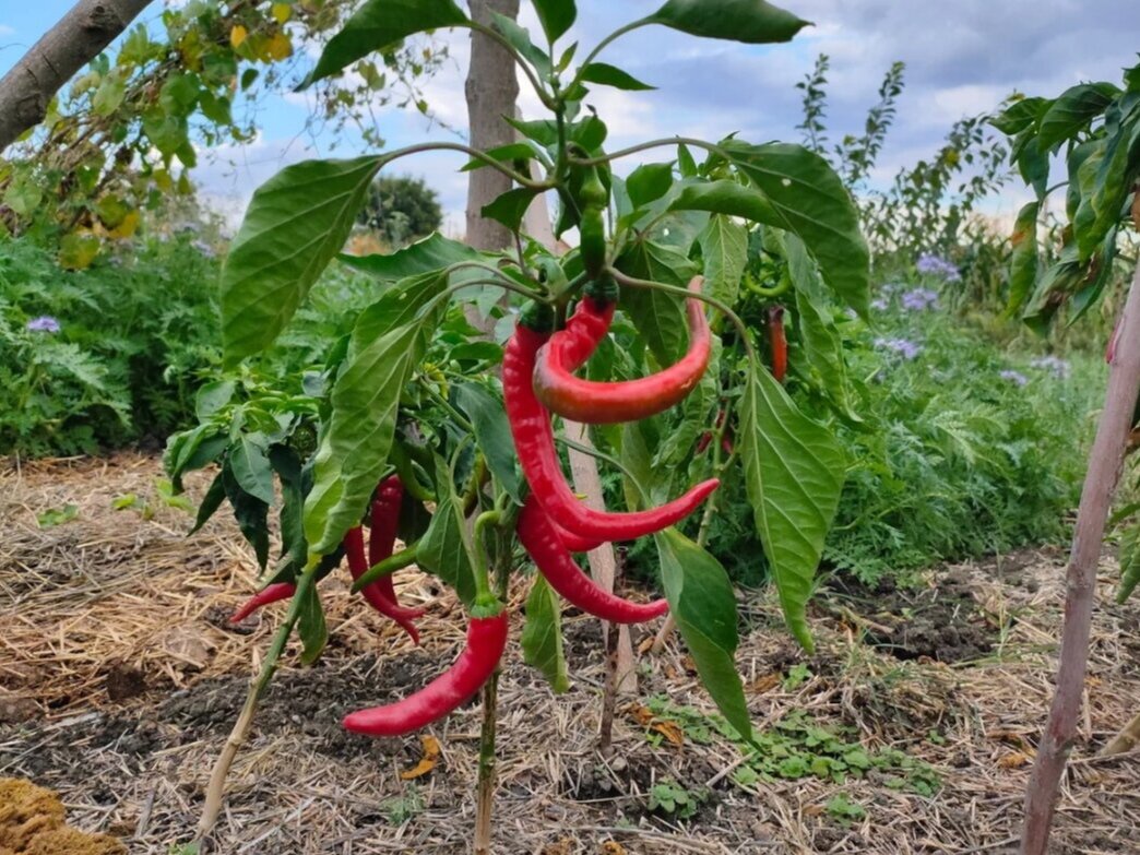 Перец Бараний рог. Фото: Девушка в зеленем саду. Крым, dzen.ru