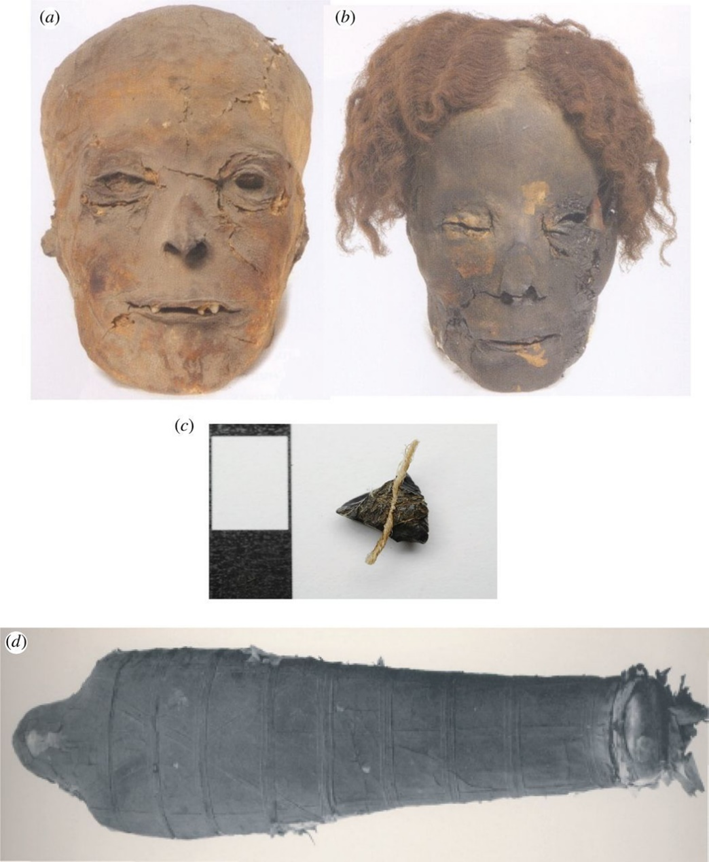 Примеры типичной почерневшей части мумии (а: взрослая женщина RMO 41) в сравнении с другой мумией (b: взрослый мужчина (RMO 40). (c) «Смоляной» кусок с прикрепленной нитью из правой лодыжки взрослой женщины (c) 332–30 до н. э.; NMS 1956.352) пример образца, использованного для определения 14 C. (d) Сильно почерневшая мумия взрослого мужчины XXI династии (1064–948 до н. э., BM 6660) // Clark K. A., Ikram S. and Evershed R. P. 2016. The significance of petroleum bitumen in ancient Egyptian mummies.