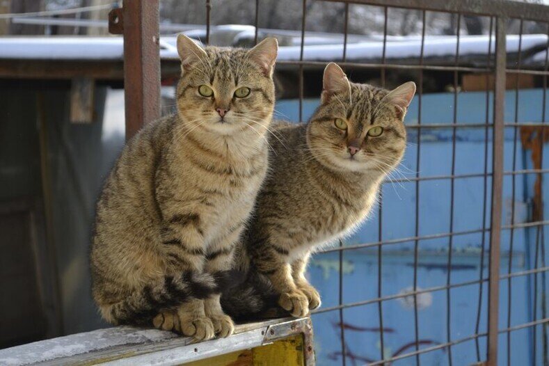 иллюстрация из интернета