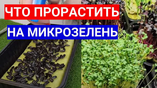 КАКИЕ СЕМЕНА МОЖНО ПРОРАСТИТЬ И ВЫРАЩИВАТЬ КАК МИКРОЗЕЛЕНЬ.