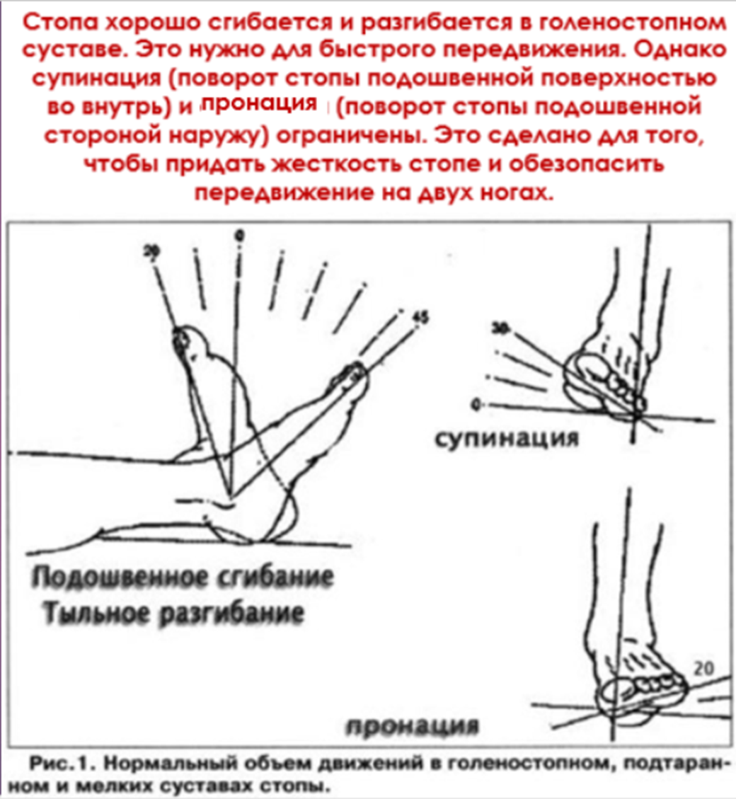 Степени свободы суставов. Сгибание и разгибание в голеностопном суставе. Флексия и экстензия в голеностопном суставе. Тыльное разгибание в голеностопном суставе. Подошвенное сгибание в голеностопном суставе.