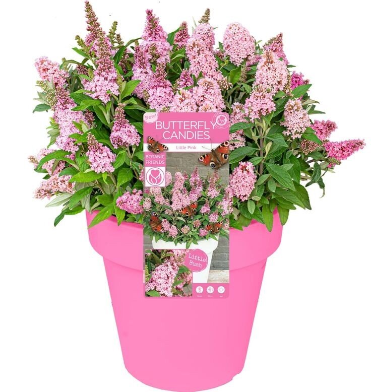 Буддлея Давида Butterfly Candy сорта 'Little Pink'. 