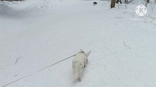 гуляю с собаками и дочкой в лесу