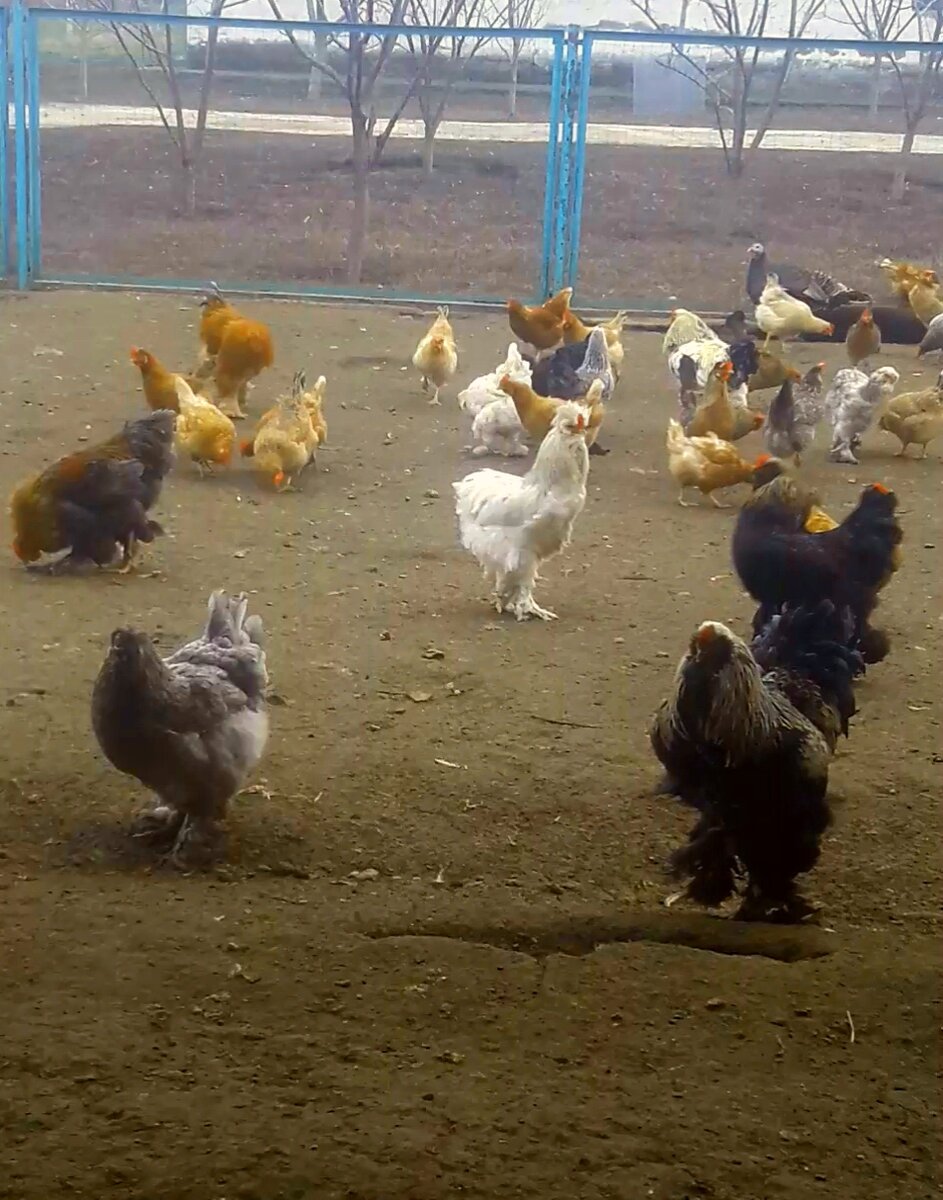 Друзья, вынесла цыплят на свежий воздух, почему на улице солнце, легкий ветерок и четырехградусная годовая погода, весенняя погода. 👍☀