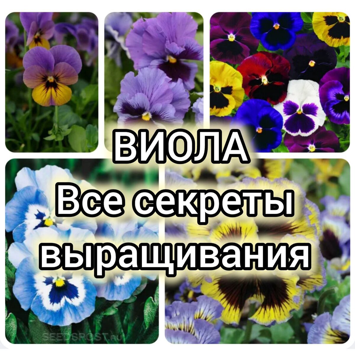 Посадка семян Виолы