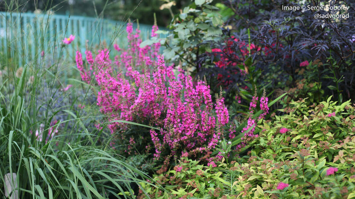 Взрослый куст сортового дербенника в саду.