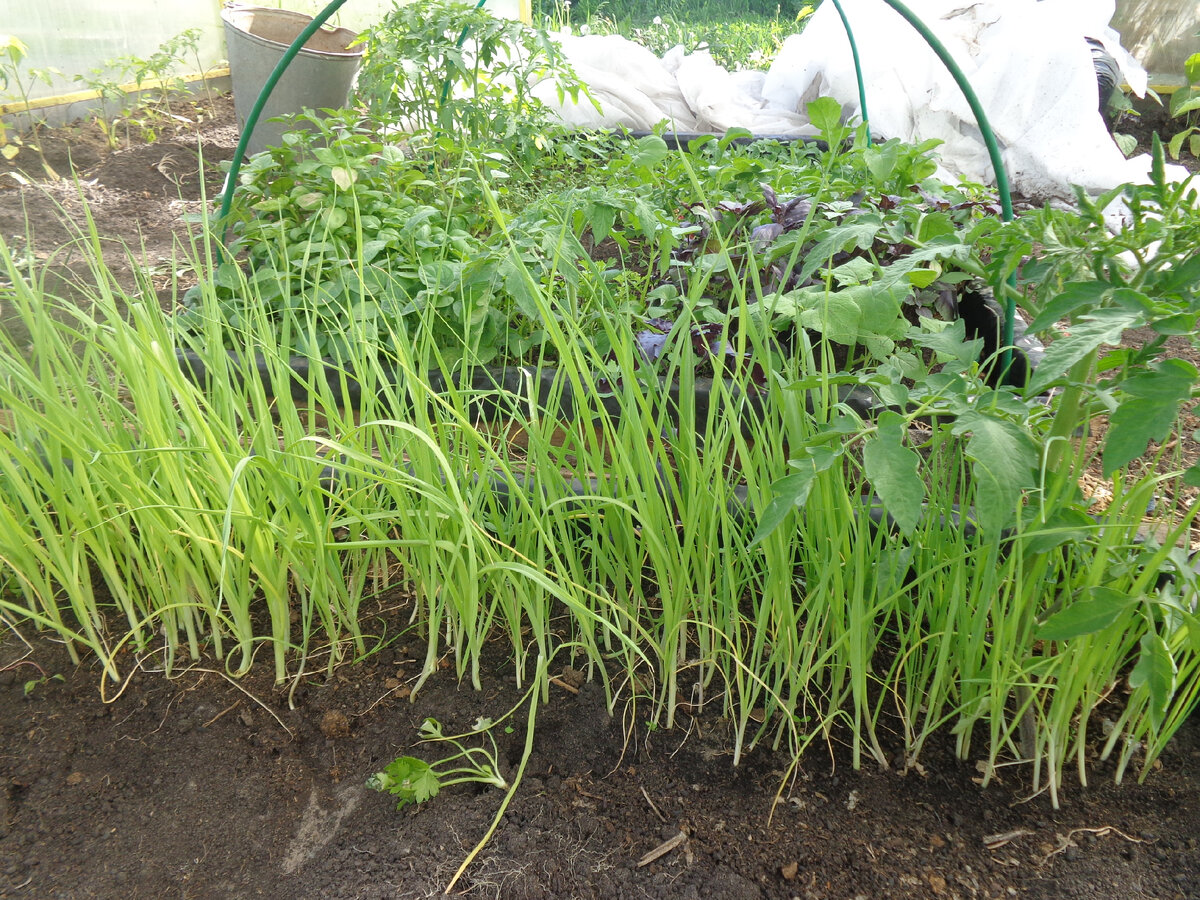 Рассада в биопарнике на стадии высадки в грунт