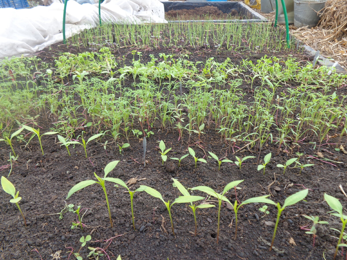 Хорошие всходы!