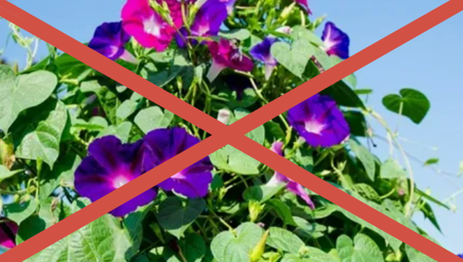 наркотики растения список. растения запрещенные к выращиванию. растения запрещенные к выращиванию в россии. поливать растения категорически запрещено. список запрещенных растений.