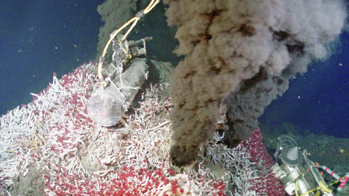 Гидротермальные "черные курильщики" Эндевор густо населенные трубчатыми червями. Источник: https://www.vokrugsveta.ru/