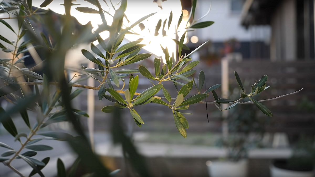 Весеннее солнце не даёт спать растениям, и они начинают свой рост. Так же и люди. 