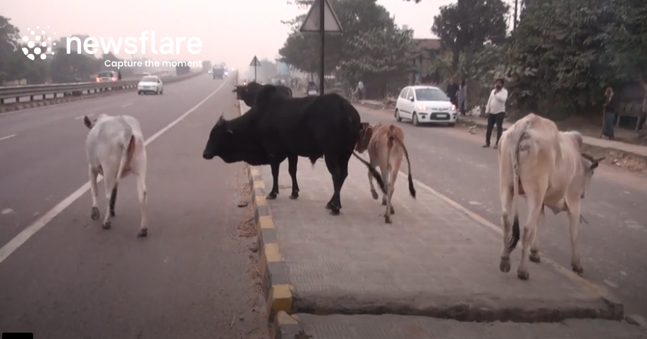 Коровы свободно гуляют по городам, но зимой волонтеры могут собирать их в приюты погреться