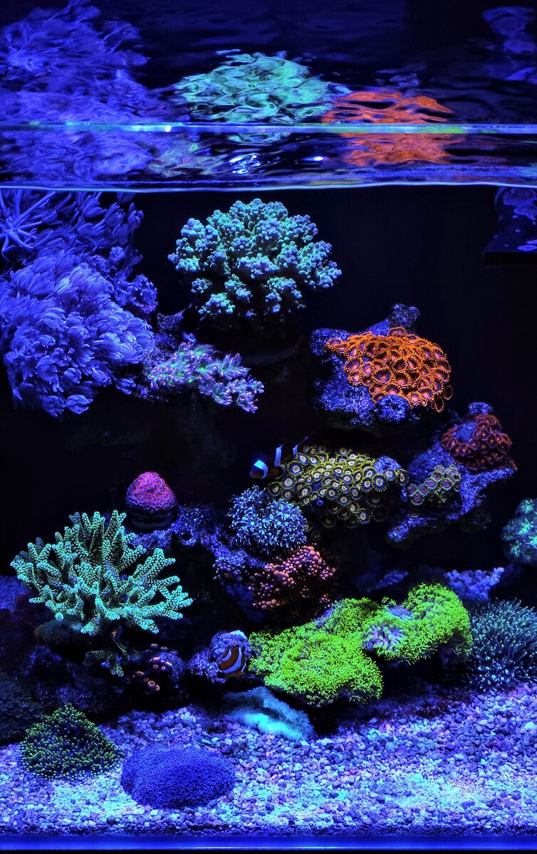 Акропора в морском аквариуме
