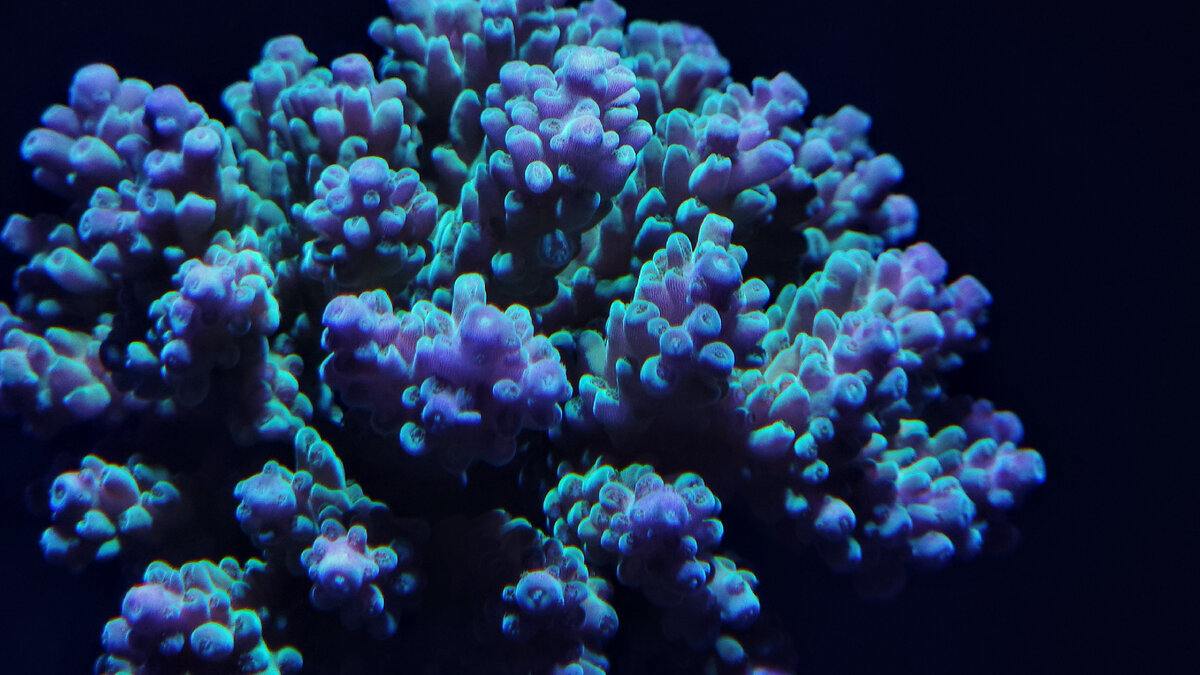 Так Акропора выглядит сейчас 