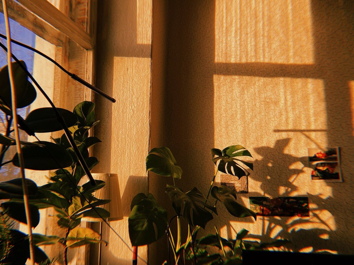 Кусочек зеленой зоны в спальне