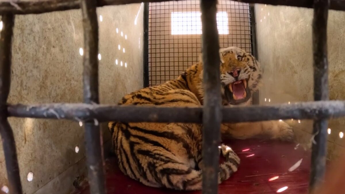     В Приморье тигр получил ранение и не мог оставаться на воле. Полосатого пассажира отправили на реабилитацию рейсом «Аэрофлота».