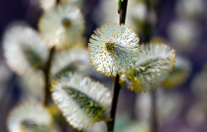 В Новосибирске в феврале неожиданно распустилась верба / Фото: freepik