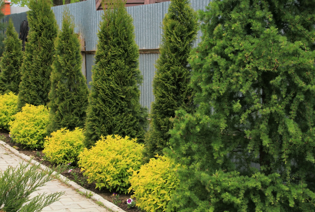 хвоя или хвоя ударение. хвоя елки и сосны. поставить ударение в слове ожила. хвойные ветки. включим ожила хвоя досуг.