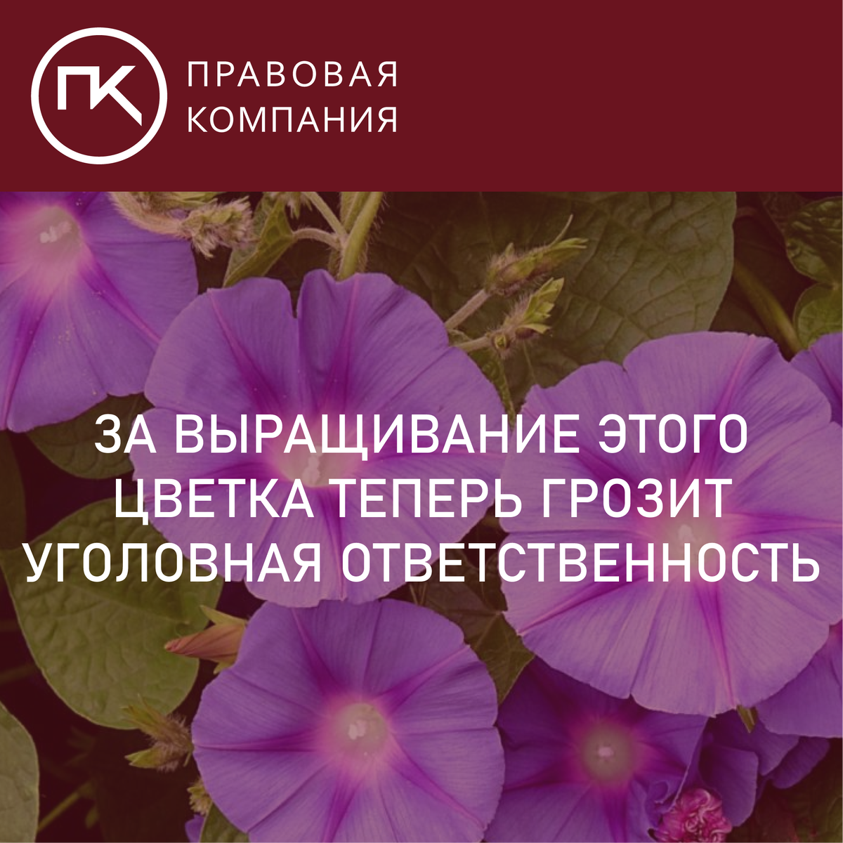  Цветы и иные растения это уже не только красота, но и уголовная ответственность. Садоводы будьте осторожны и исключите этот цветок из списка любимых цветов.