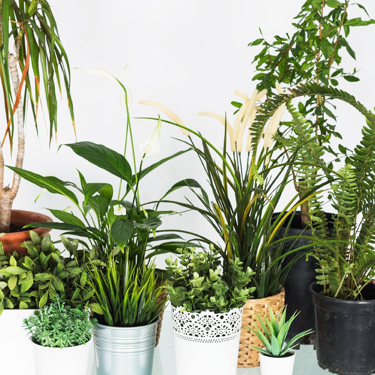 <a href="https://ru.freepik.com/free-photo/close-up-of-various-fresh-potted-plants_3180764.htm#fromView=search&page=5&position=16&uuid=ab1cf3c7-9b70-4f8e-a226-78a7687042af">Изображение от freepik</a>