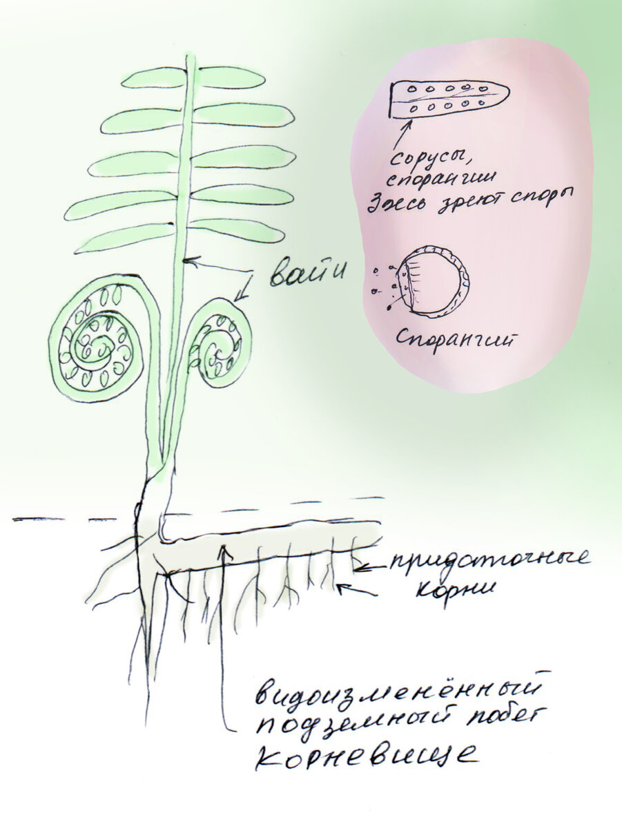 Цикл развития папоротника