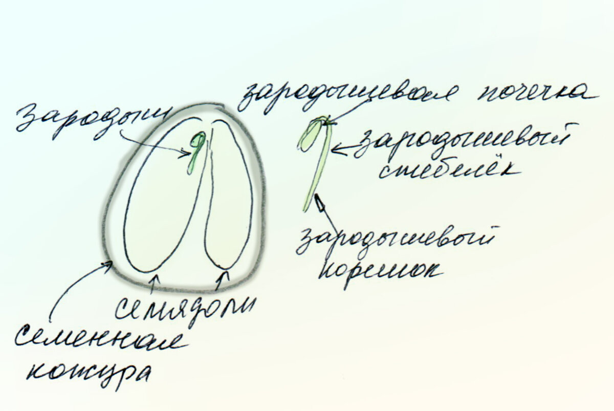 Слева строение семени семенного растения. Справа - зародыш. Он никакой не зелёный! Обычные белый. Нет там пока хлорофилла. Это я просто для драматизма нарисовала так.