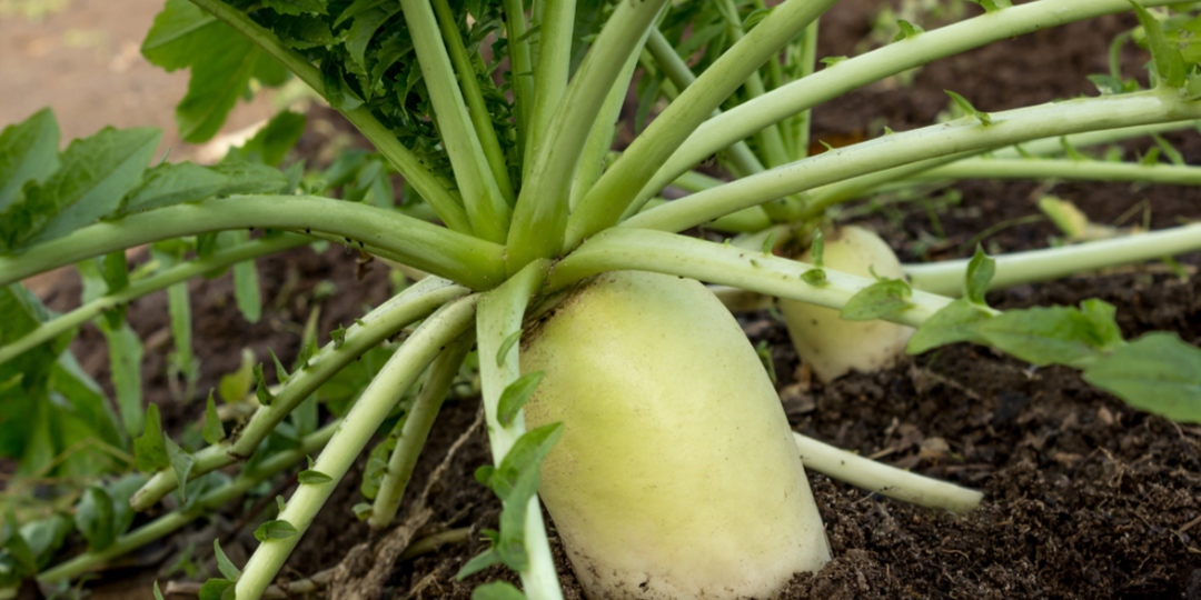 Когда лучше сеять дайкон, чтобы он не пошел в стрелку и успел созреть?