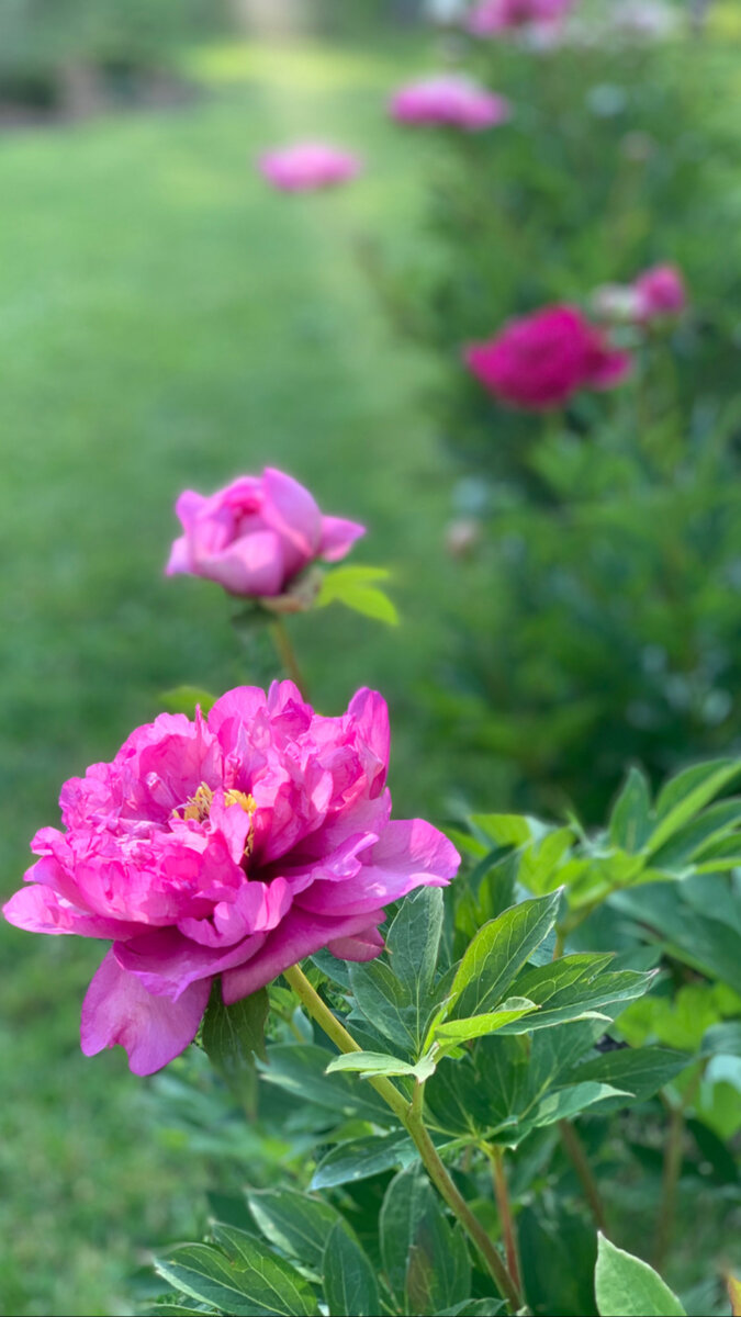 ИТО гибрид Фест Арривал 