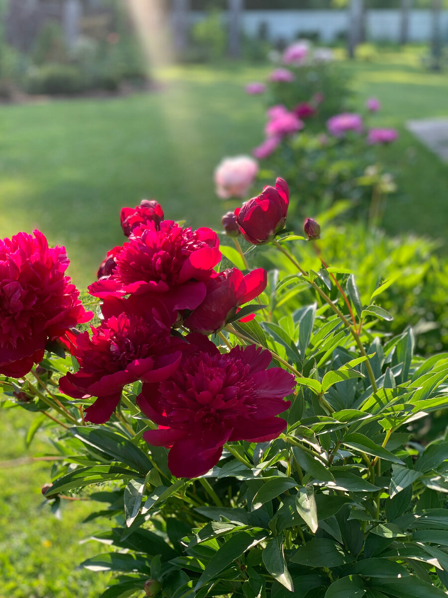 Инспектор Лавернье 