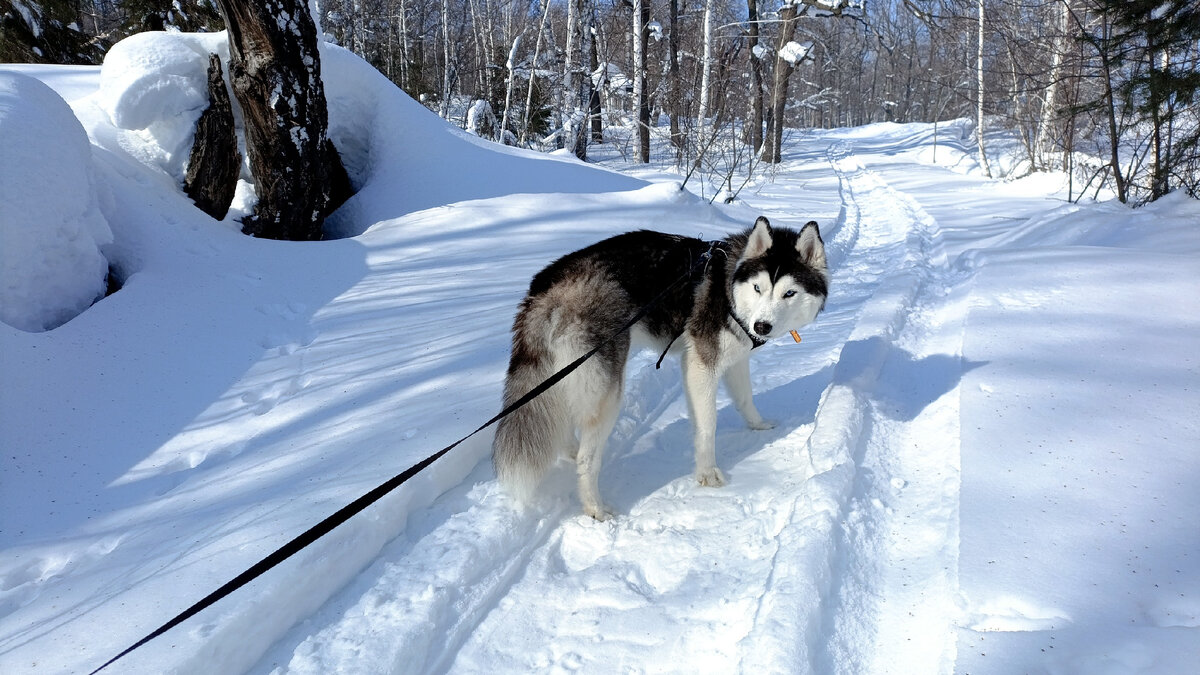 Хаски по имени Мани