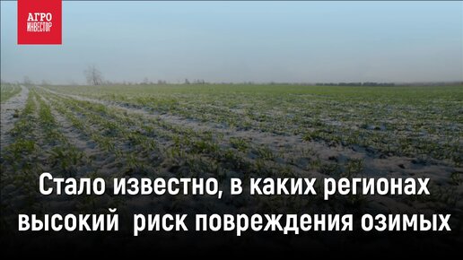 Стало известно, в каких регионах России имеется высокий риск повреждения озимых