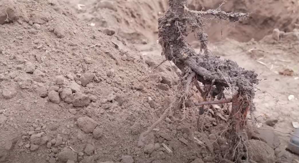 Корень саженца.