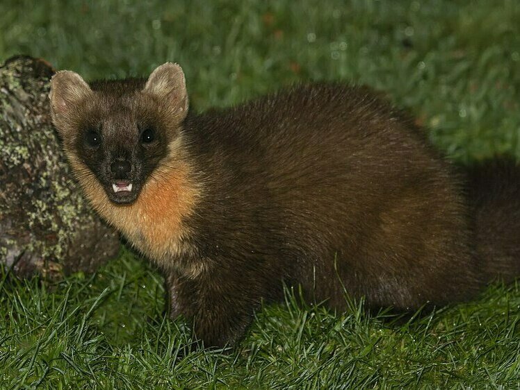     Фото: ru.wikipedia.org