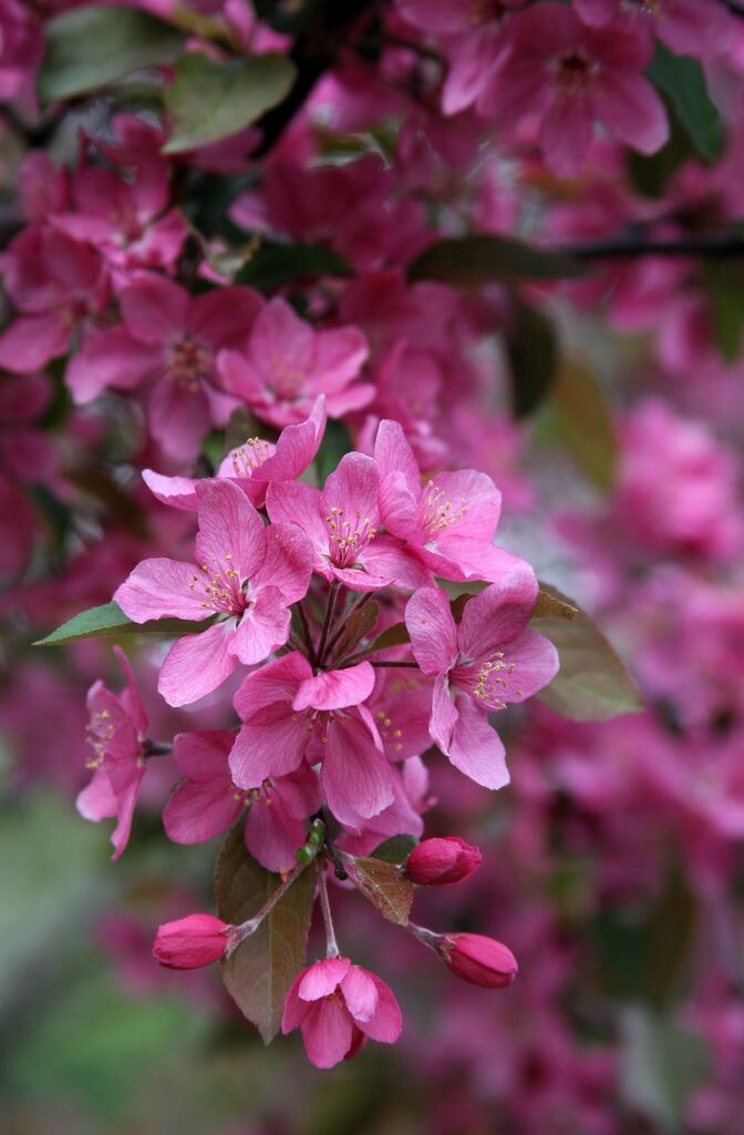 Картинка найдена на просторах интернета, ссылка https://yandex.ru/images/search?from=tabbar&img_url=https%3A%2Fi%2F.pinimg.com%2Foriginals%2Fa8%2F34%2Fа3f%2Fa83р43f81с285379b5e7bd53274cf0591a19.jpg&lr=47&pos=15&rpt=simage&text=%D1%86%D0%B2%D0%B5%D1%82%D1%8B%20%D0%BA%D1%80%D1%83%D0%BF%D0%BD%D0%BE%20%D1%84%D0%BE%D1%82%D0%BE