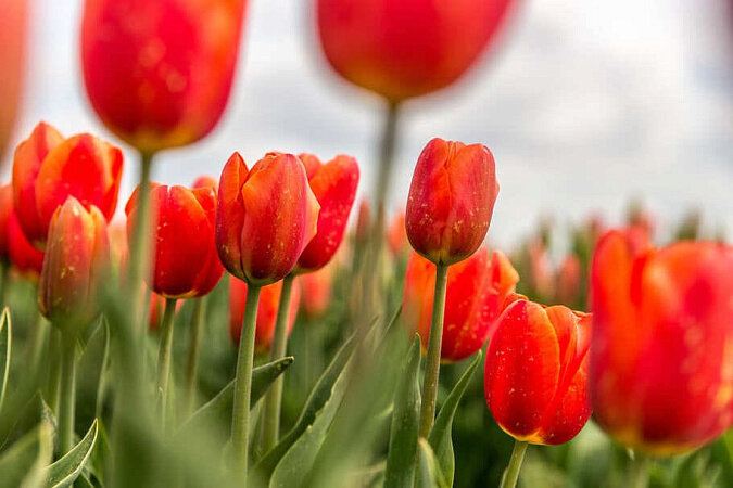 Фото: freepik.com
