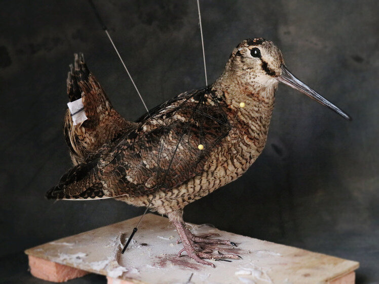     Фото: taxidermy.net