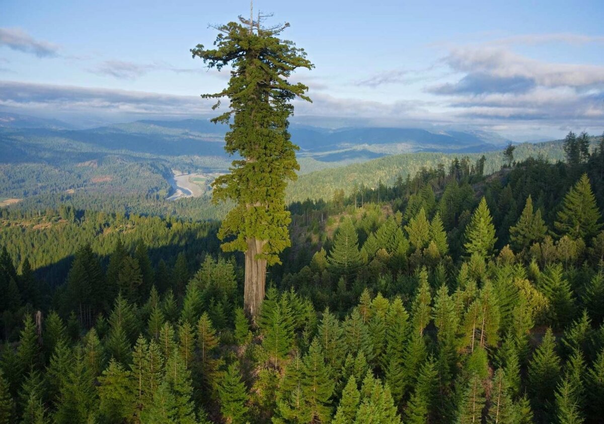 Самое высокое дерево в России - название, фото