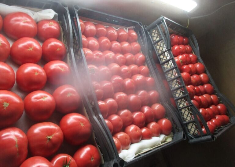    В Оренбуржье в 19 тоннах помидоров из Туркменистана обнаружили вредный организм Кристина Просвиркина