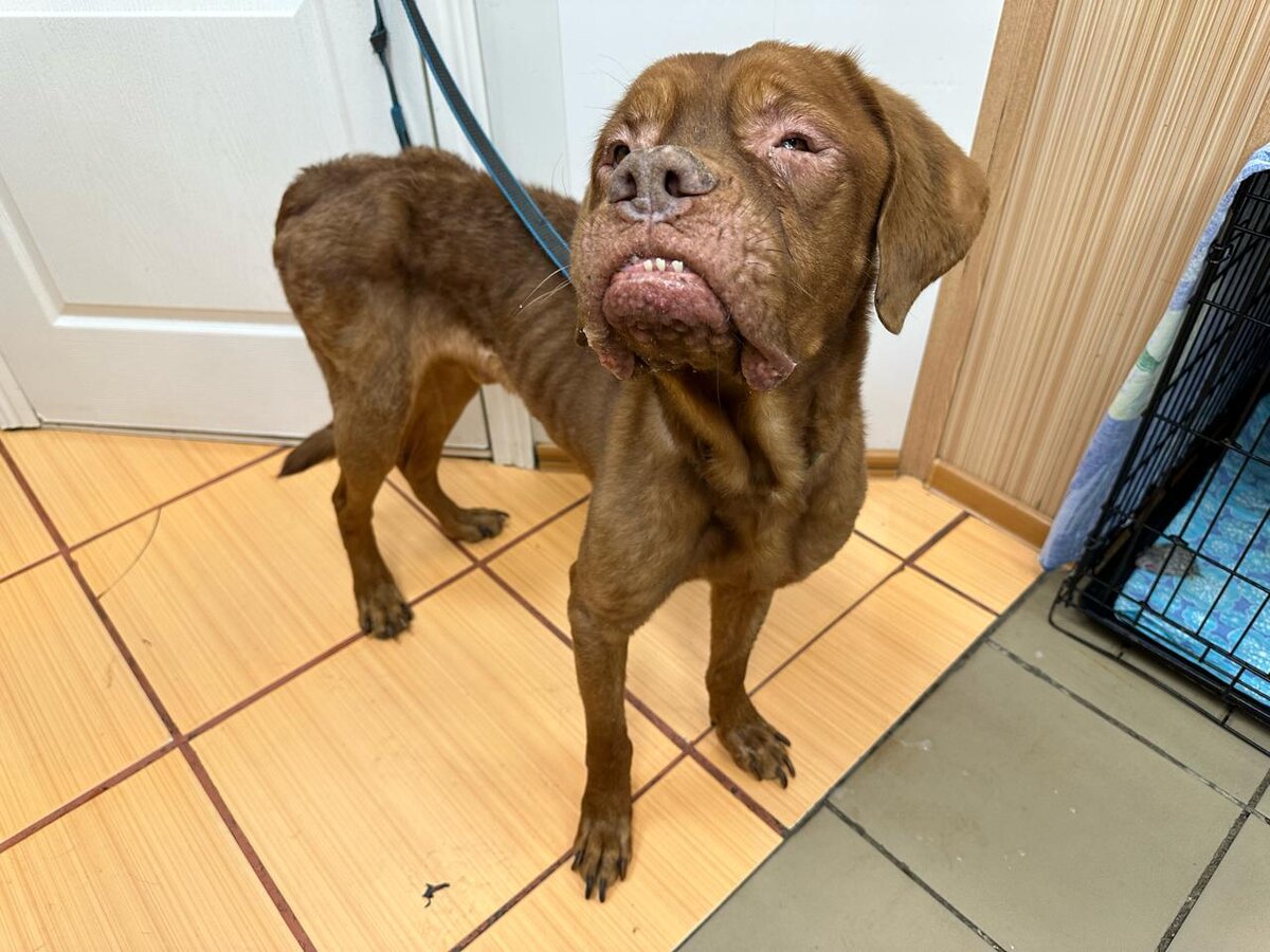 Собаку пес 3. Собаку пес 3. Собаку пес 3. Собаку пес 3. Собаку пес 3.